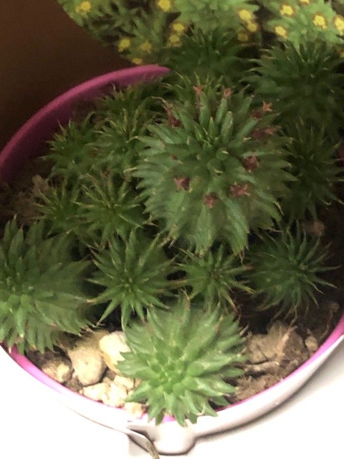 Euphorbia susannae leaf