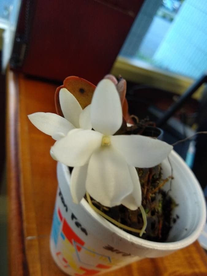 Aerangis fastuosa flower