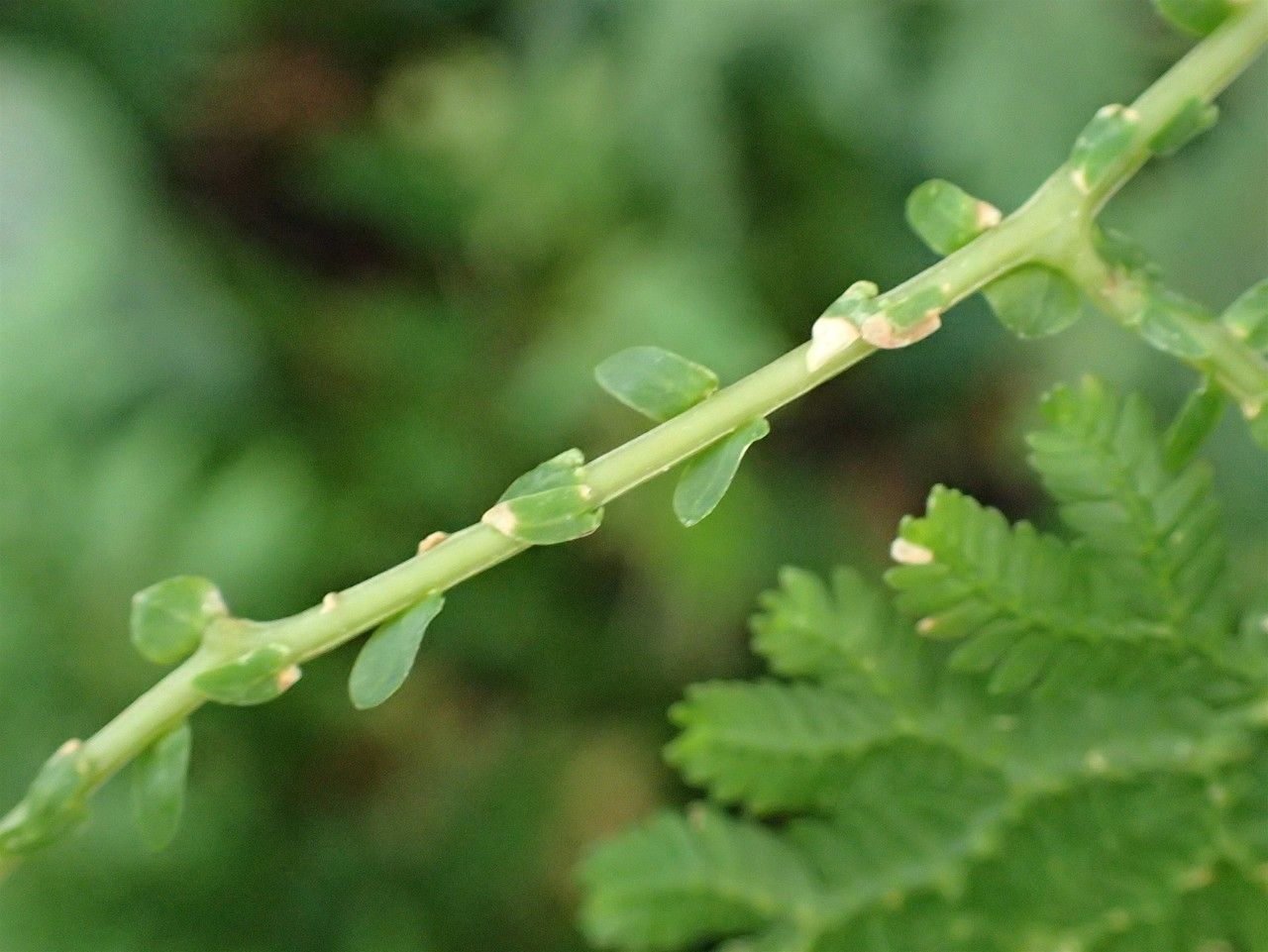 Selaginella pulcherrima habit