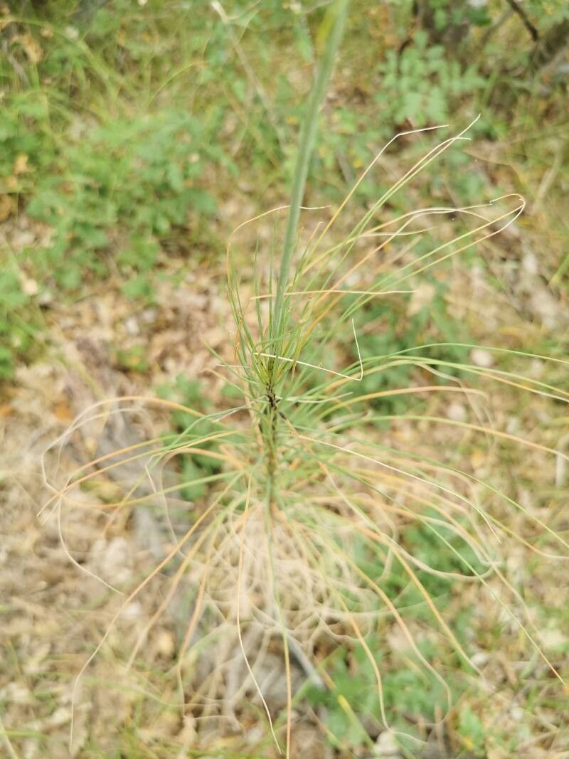 Asphodeline liburnica leaf