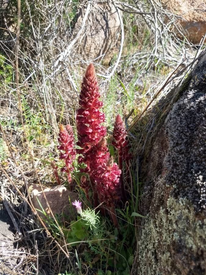 Orobanche foetida flower