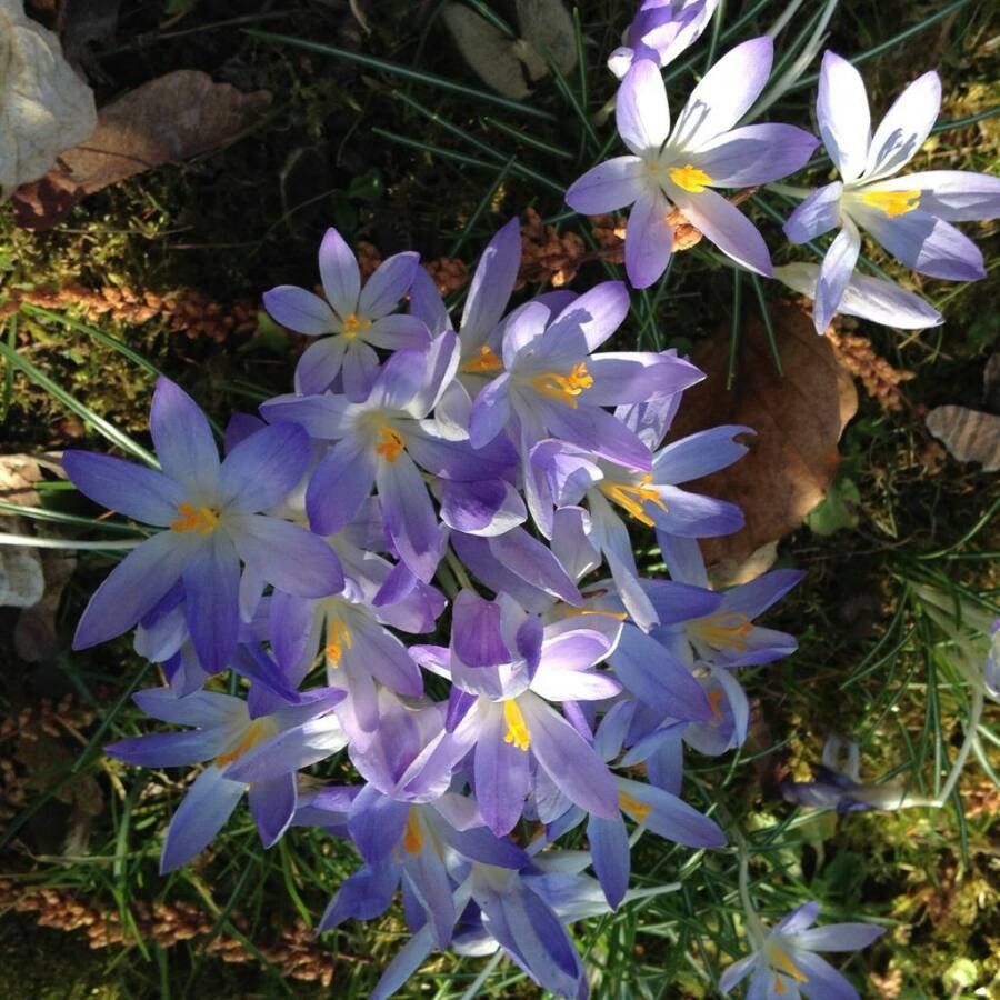 Crocus tommasinianus flower