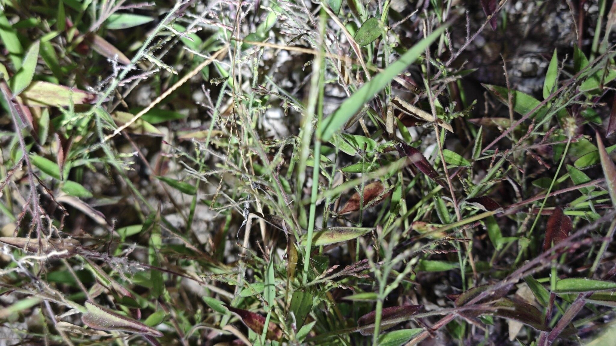 Urochloa villosa habit