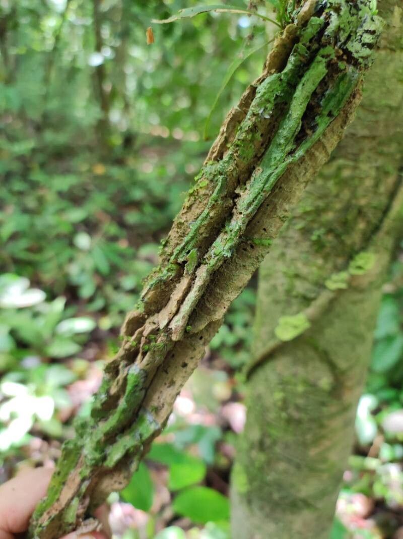 Aristolochia goudotii bark