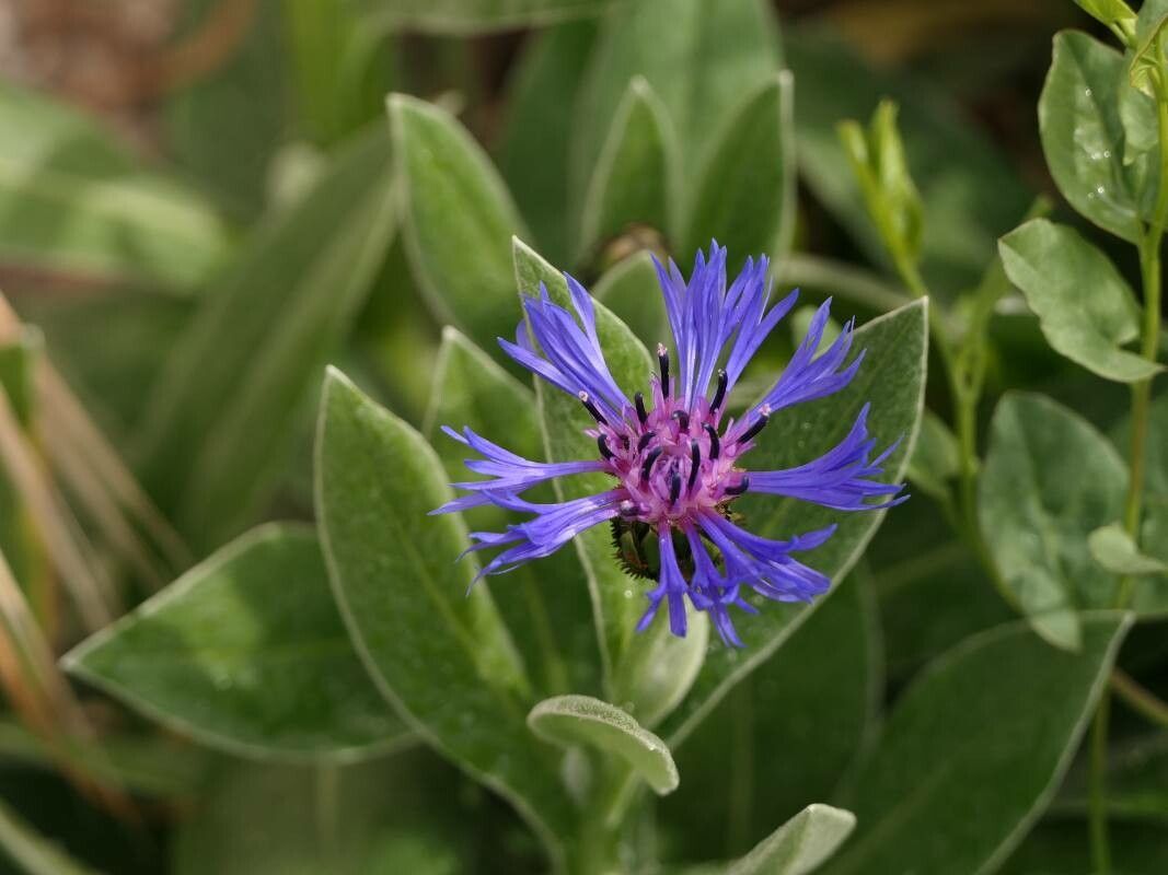 Cyanus triumfettii flower