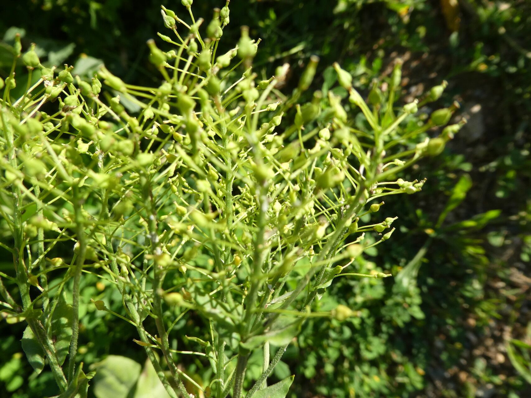 Lepidium draba fruit