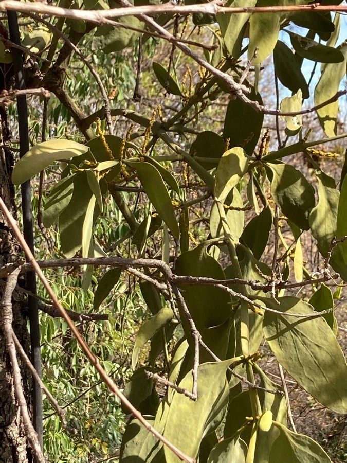 Phoradendron velutinum leaf