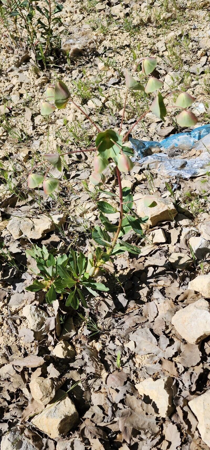 Euphorbia erubescens habit