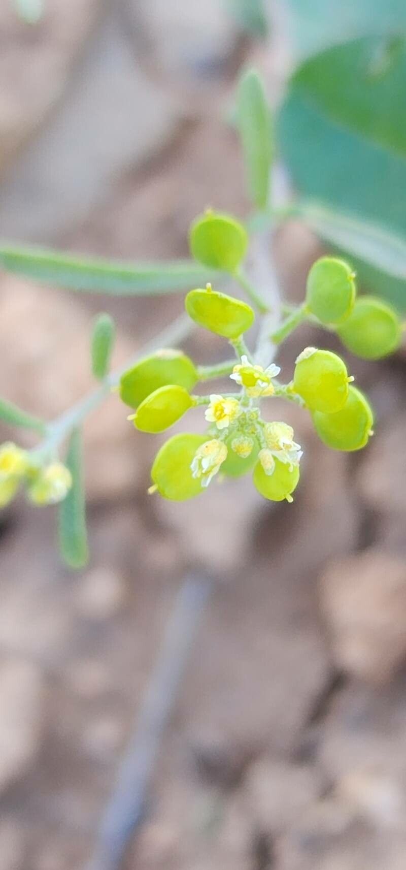 Meniocus linifolius flower