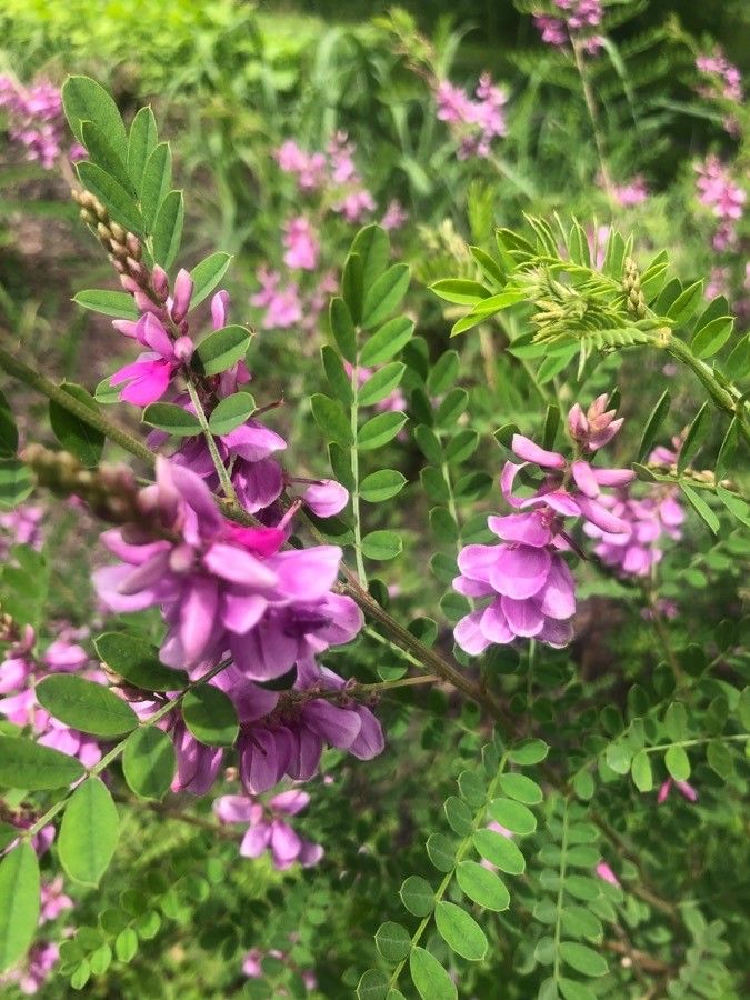 Indigofera heterantha flower