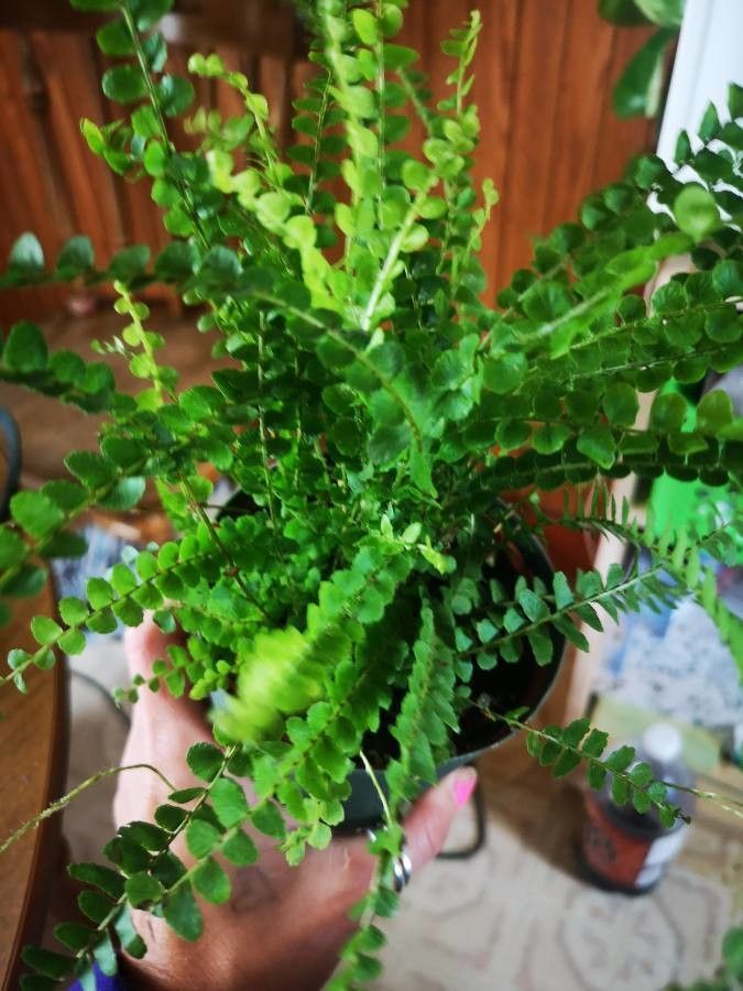 Asplenium trichomanes-ramosum — houseplant care guide