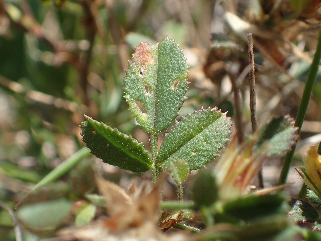 Ononis pusilla — houseplant care guide