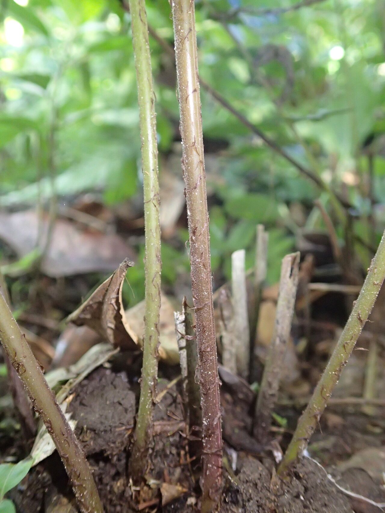 Thelypteris afra other