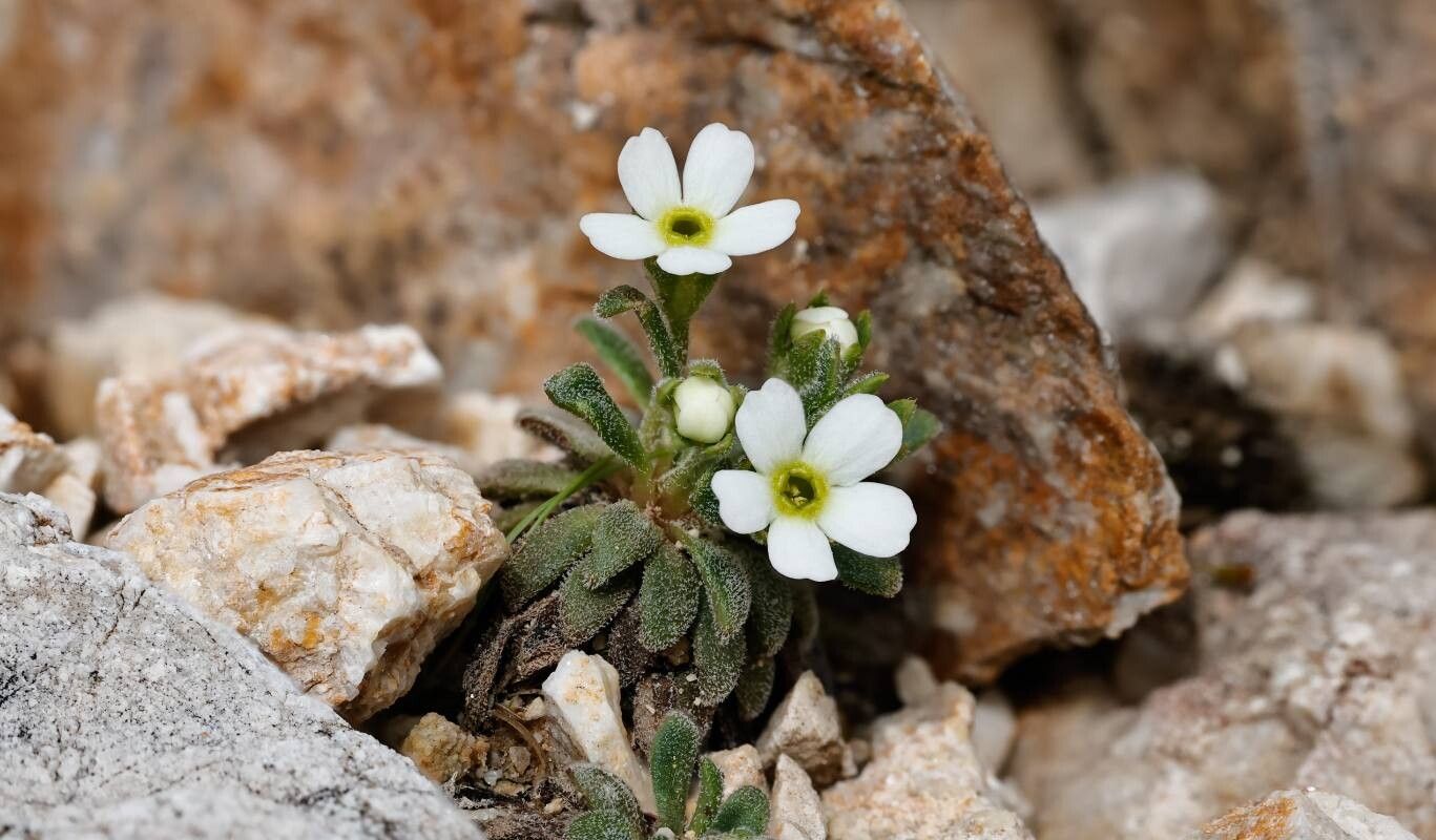 Androsace hausmannii flower