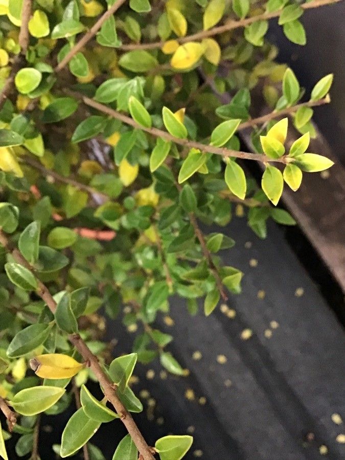 Ligustrum delavayanum
