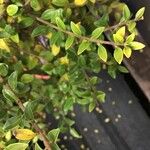 Ligustrum delavayanum