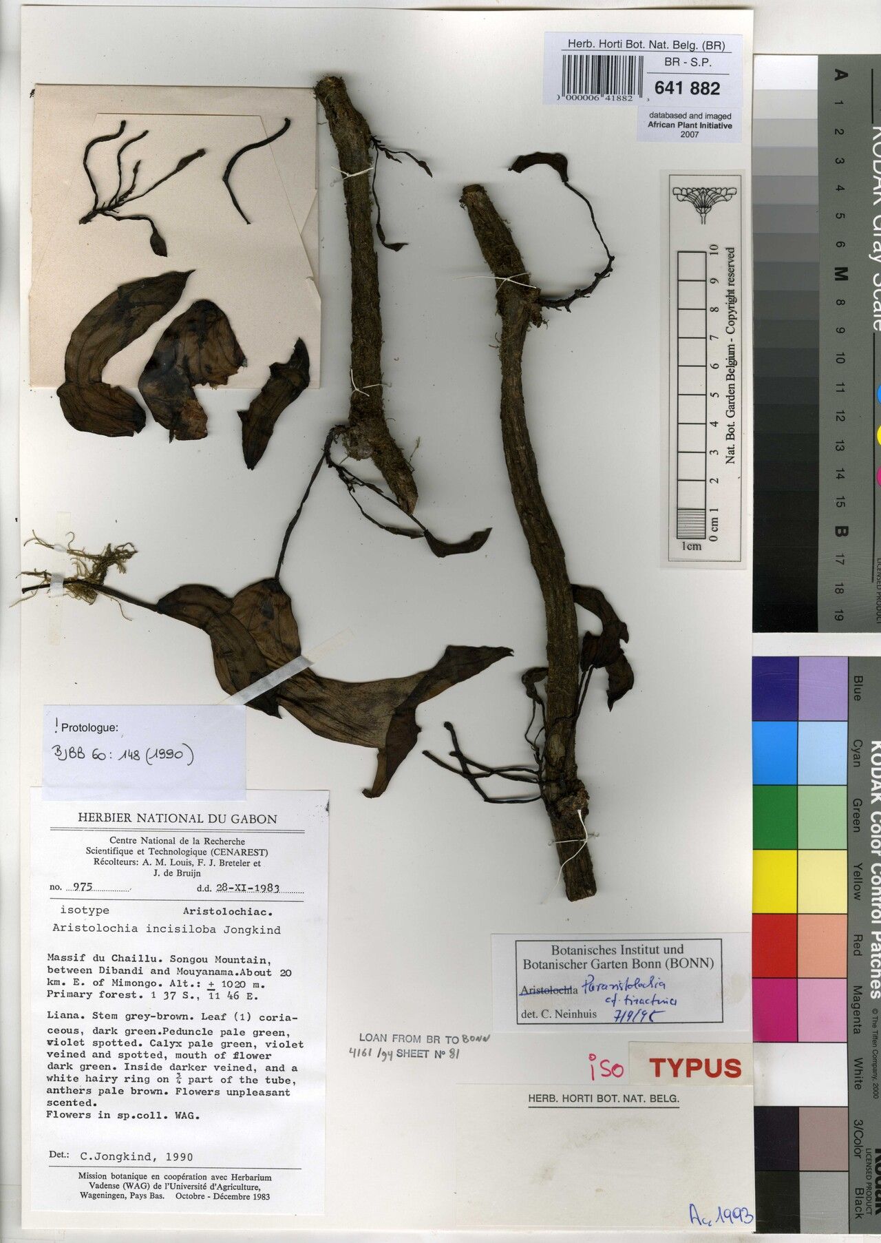 Aristolochia incisiloba — search result for 'Aristolochia'