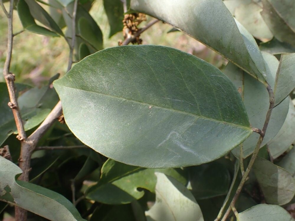 Dalbergia micheliana — houseplant care guide