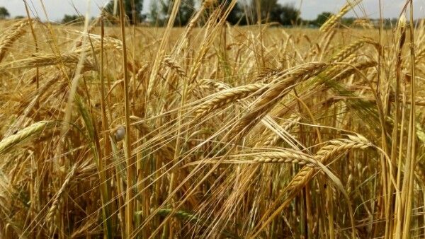 Hordeum distichon — search result for 'Iraq'