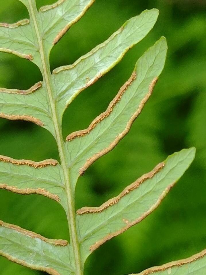 Histiopteris incisa fruit