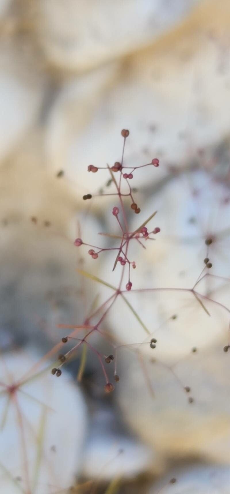 Galium setaceum fruit