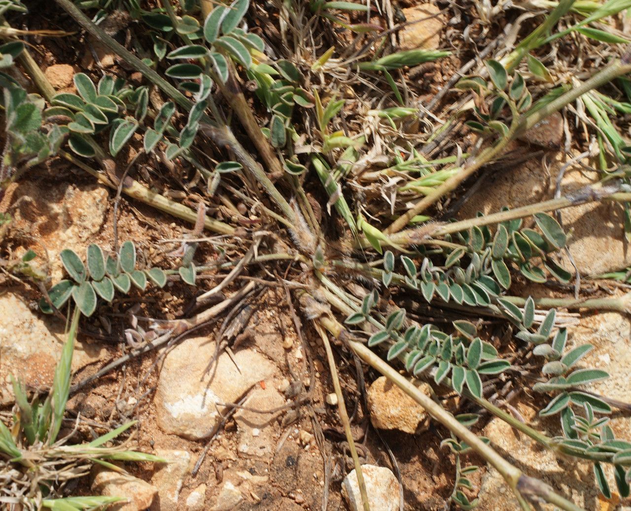 Hedysarum humile leaf