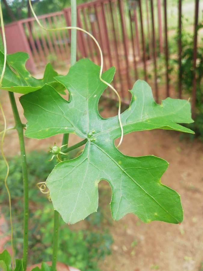 Ctenolepis garcini leaf