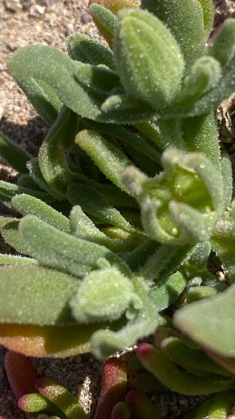 Aizoanthemopsis hispanica leaf