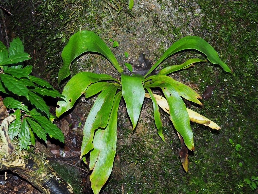 Antrophyum alatum habit