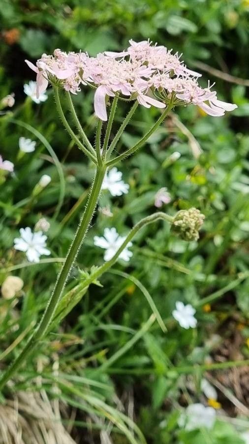 Heracleum austriacum flower