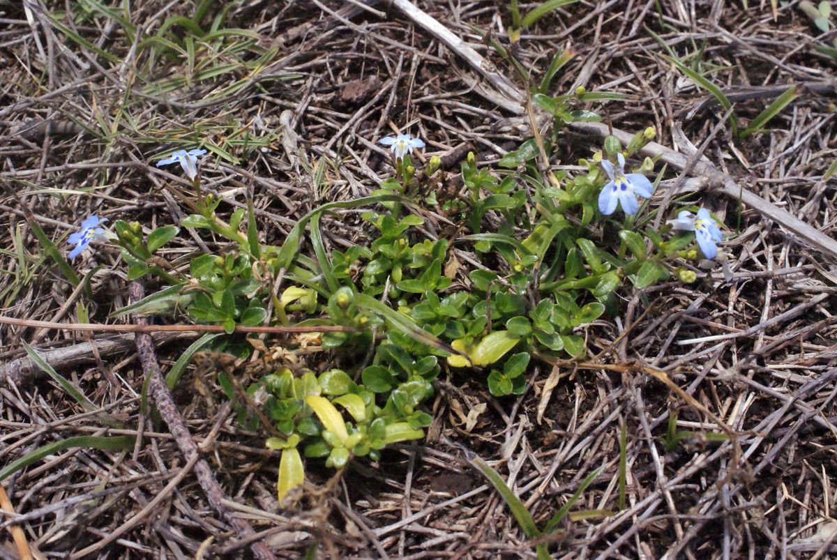 Lobelia serpens habit