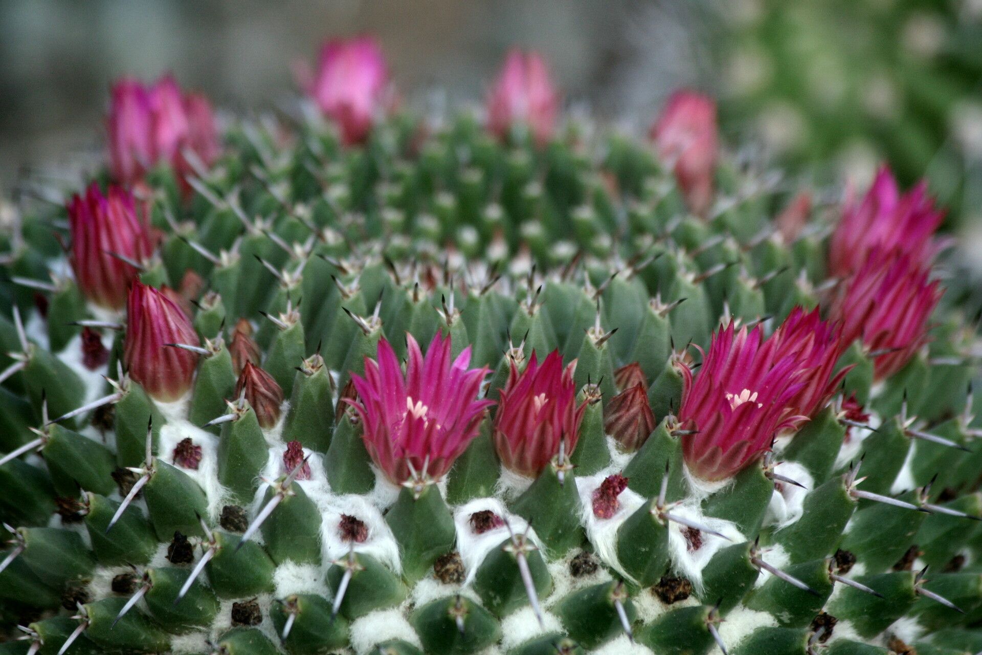 Mammillaria magnimamma flower
