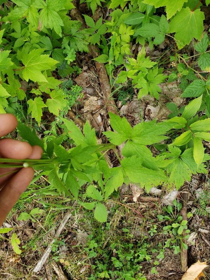 Anemone virginiana leaf