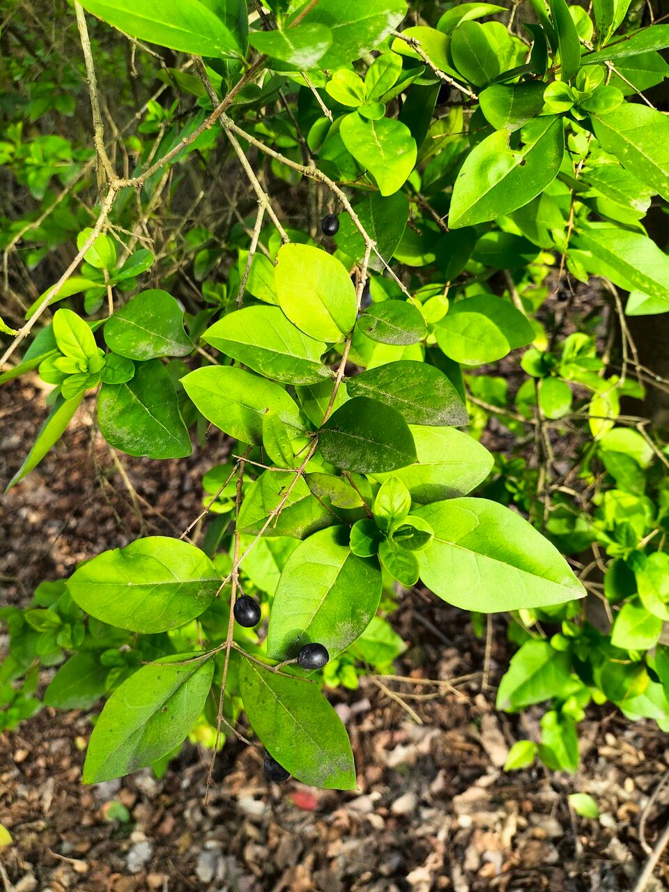 Ligustrum × vicaryi — search result for 'Ligustrum'