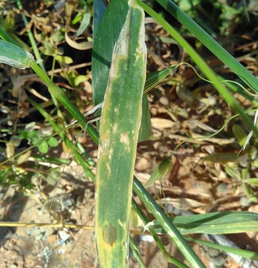 Hordeum geniculatum — related species from the same genus
