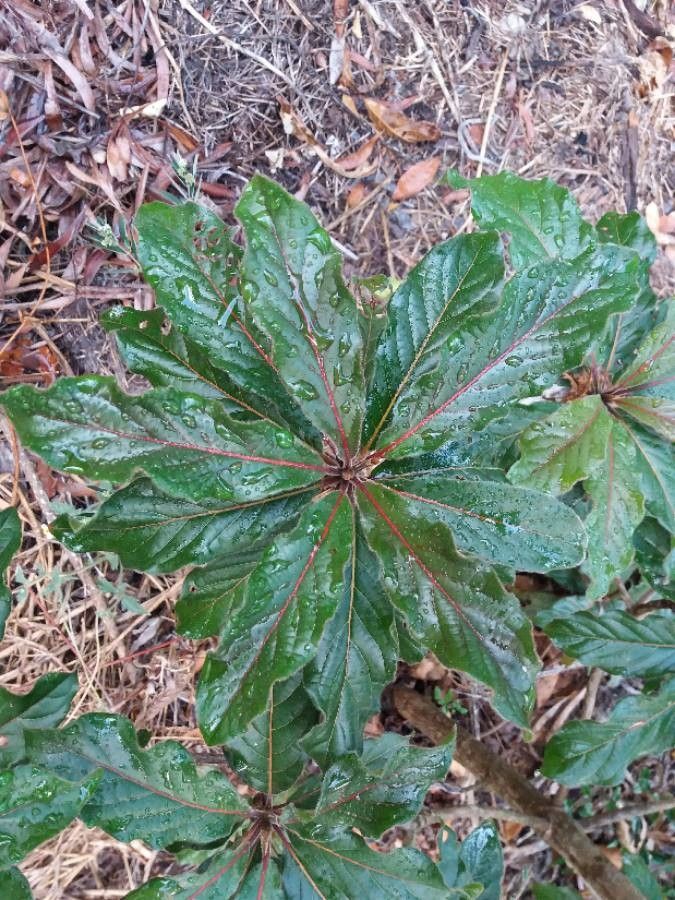 Terminalia cherrieri — search result for 'Combretaceae'