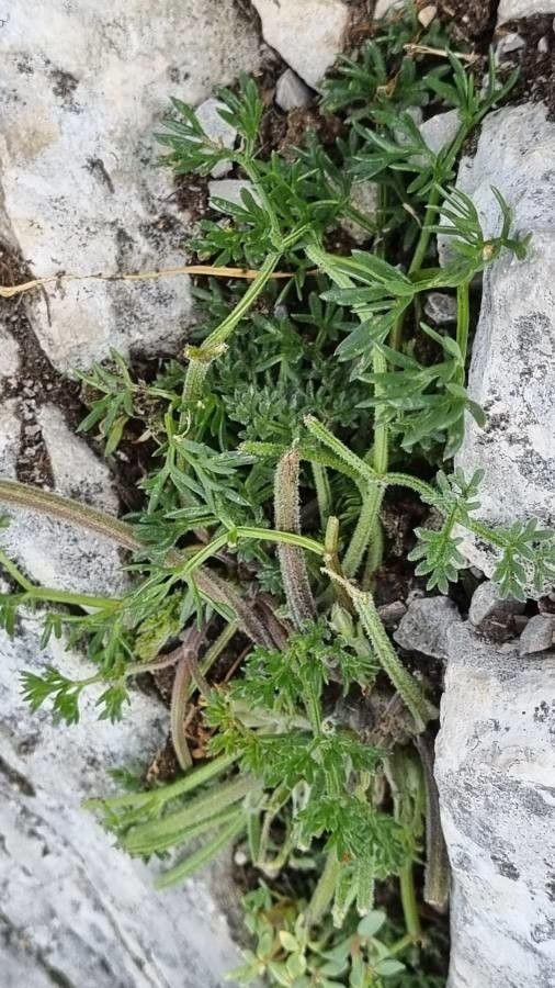 Athamanta cretensis — related species from the same genus