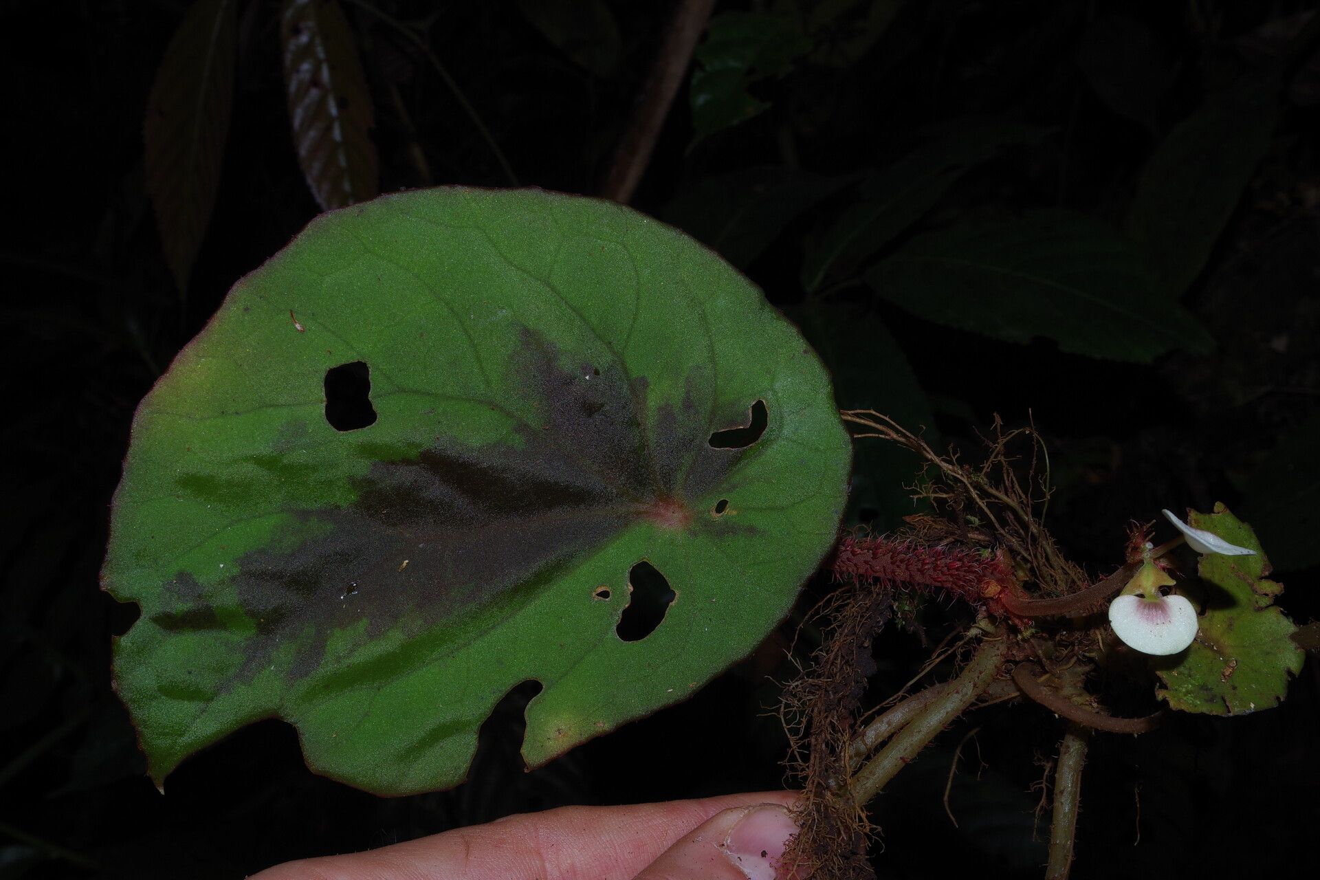 Begonia hirsutula — houseplant care guide
