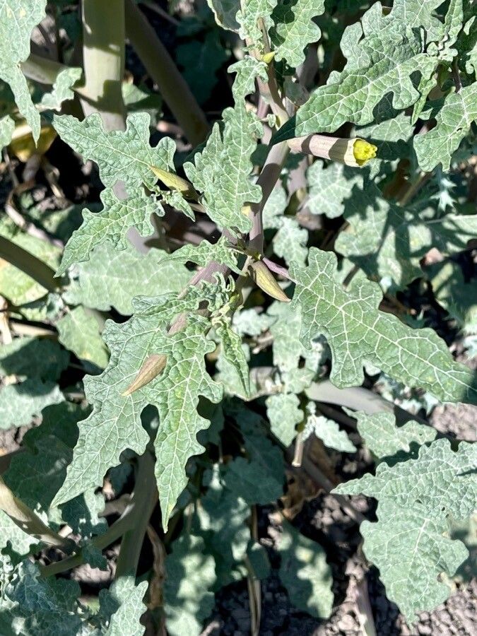 Datura ceratocaula