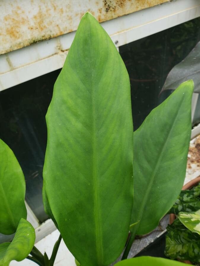 Aglaonema marantifolium