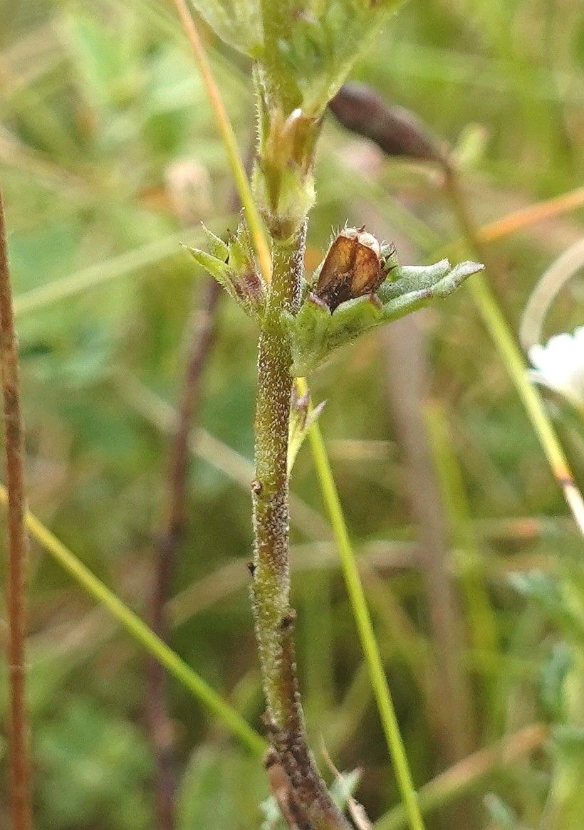 Euphrasia hirtella bark
