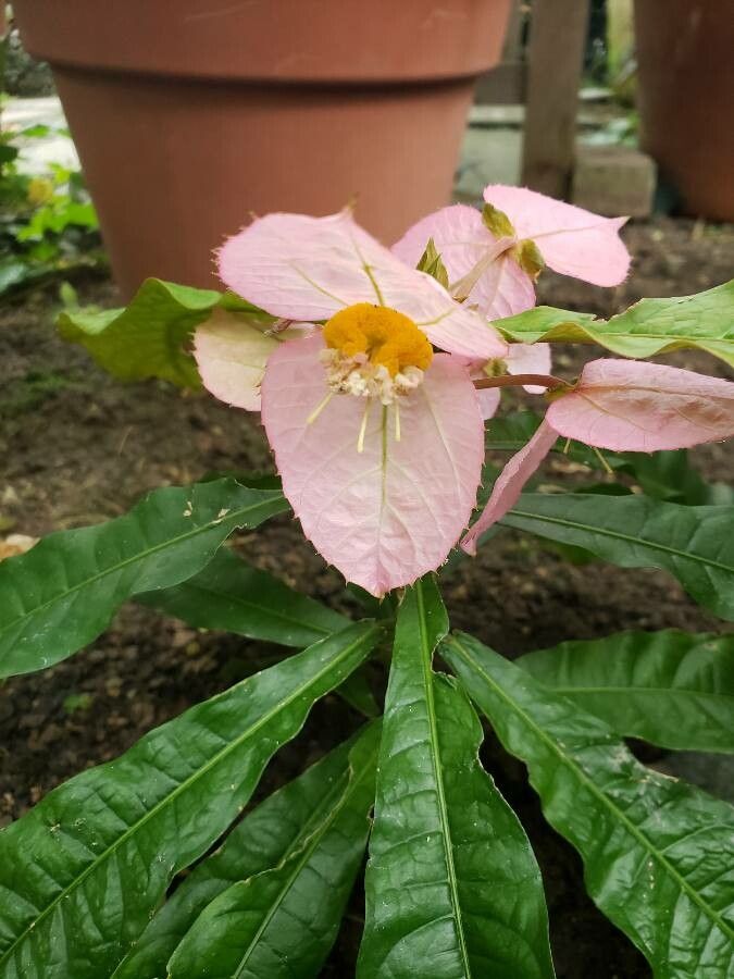 Dalechampia spathulata flower
