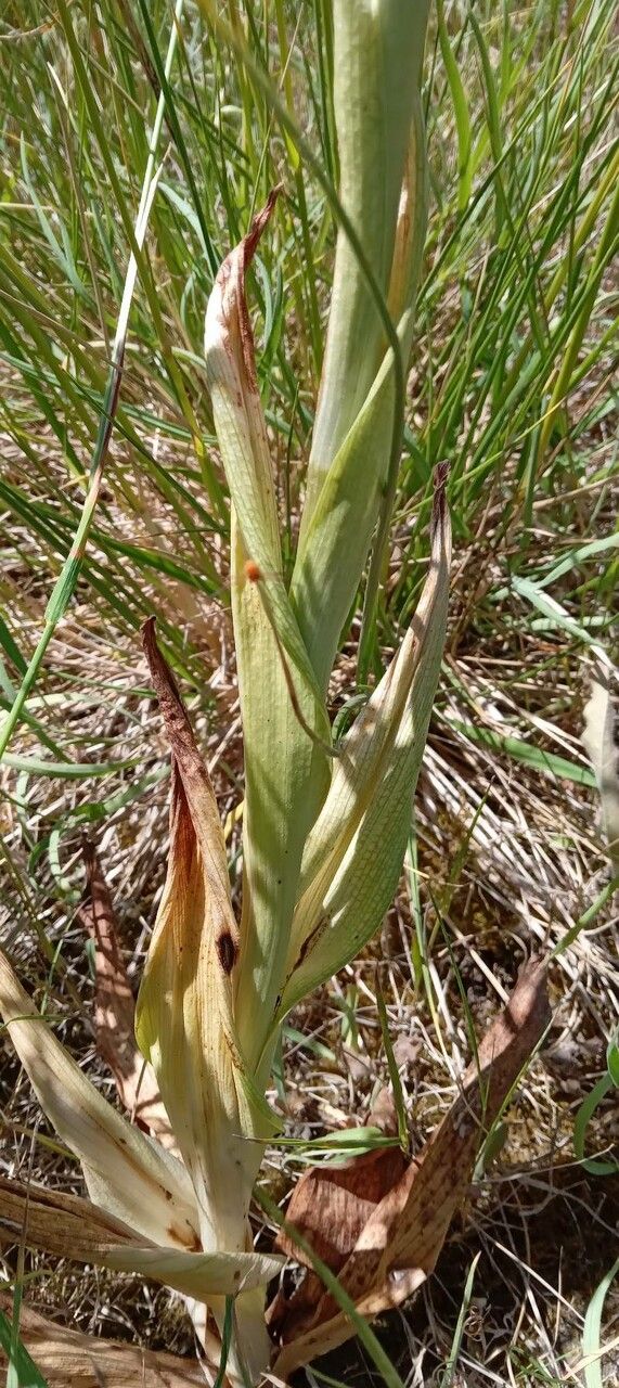 Himantoglossum hircinum — search result for 'Orchis'