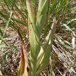 Himantoglossum hircinum