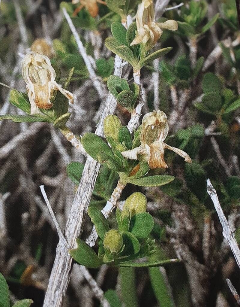 Justicia hyssopifolia flower