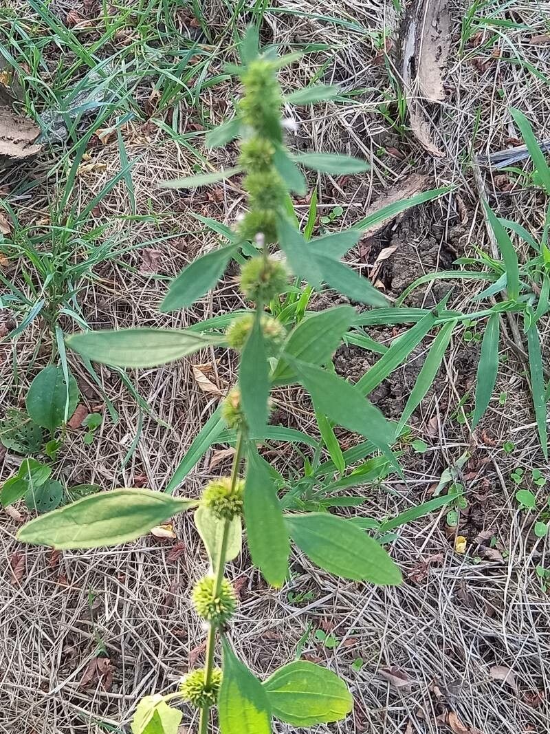 Chaiturus marrubiastrum — search result for 'Poland'