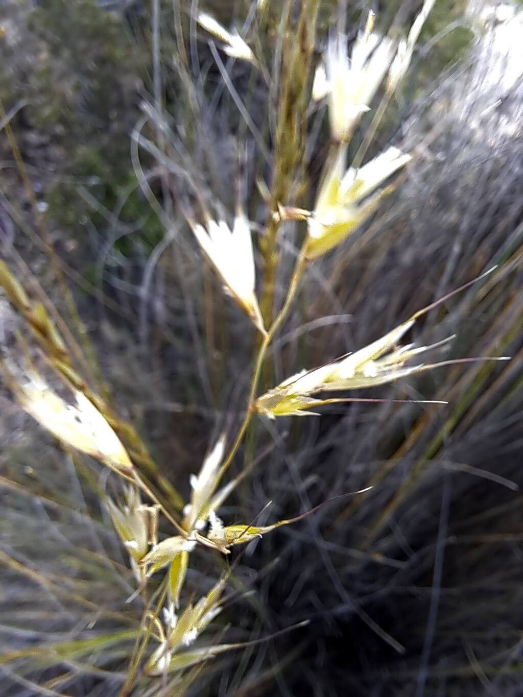 Helictotrichon filifolium flower