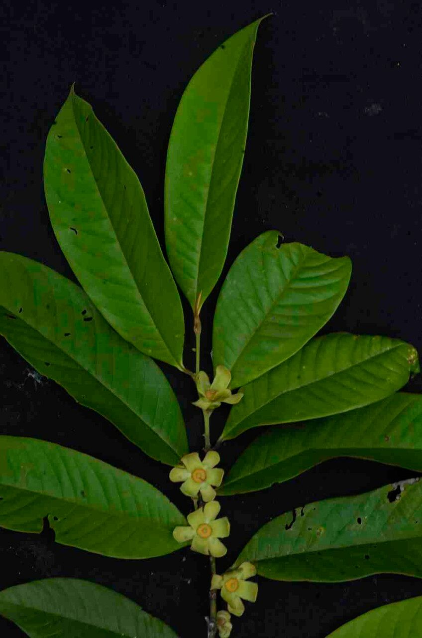 Guatteria pogonopus flower