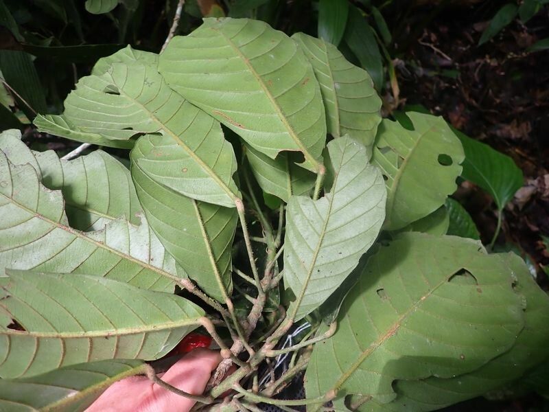 Uapaca vanhouttei — houseplant care guide