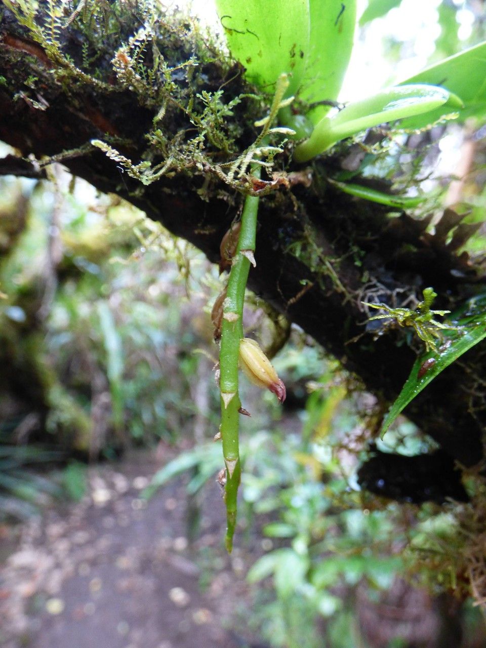 Bulbophyllum elliotii fruit